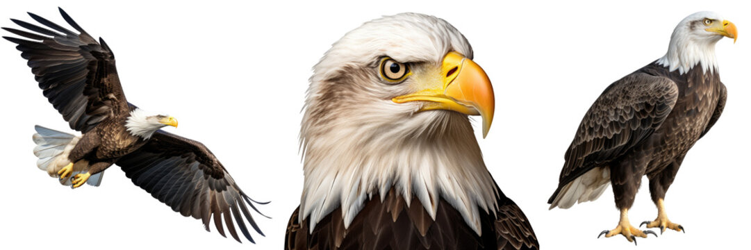 bald eagle collection (portrait, sitting, flying), animal bundle isolated on a white background as transparent PNG