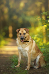 old blind dog portrain in summer green forest at sunset time