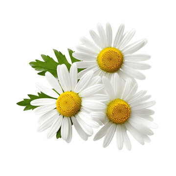 Three Daisies isolated on white background