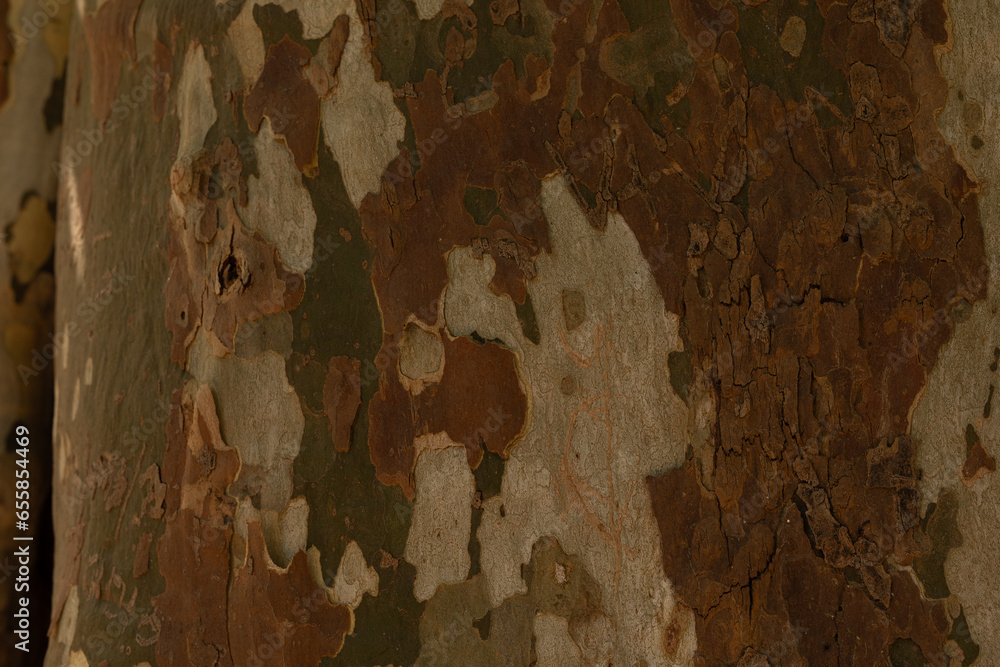Aufkleber the texture of the natural tree bark in the forest. tree bark background close-up.
