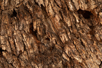  dry tree bark texture and background, nature concept