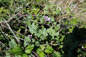 Mauve (Malva sylvestris)
