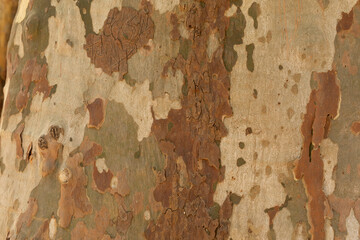  Embossed texture of the bark of oak. Panoramic photo of the oak texture.