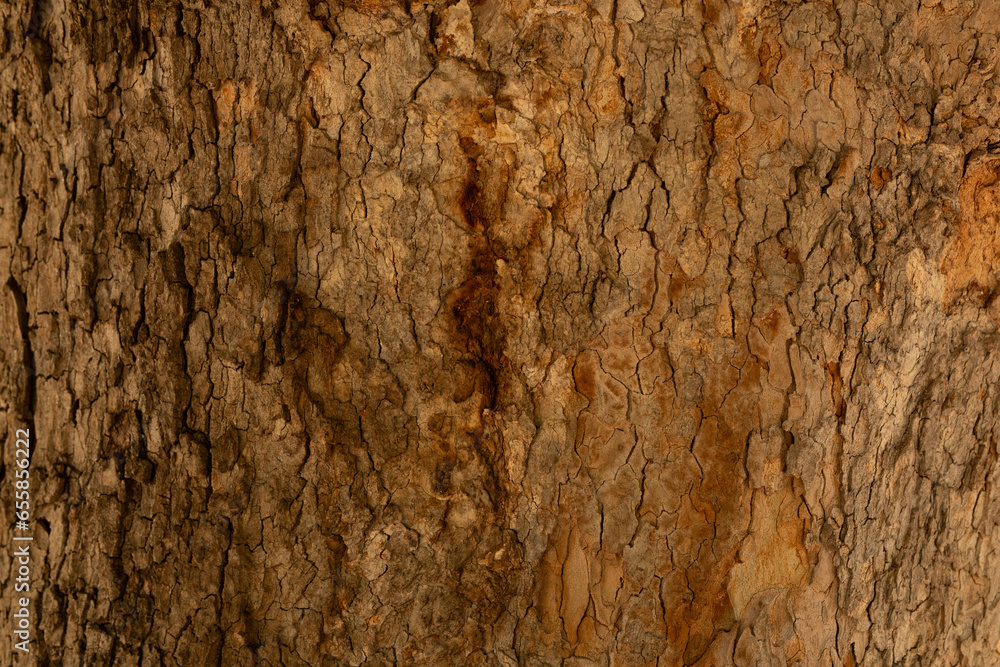Poster tree bark background