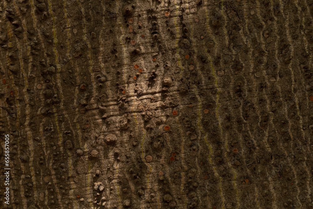 Poster tree bark background