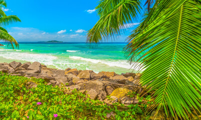 Fototapeta premium Palm trees by the sea in Anse Kerlan