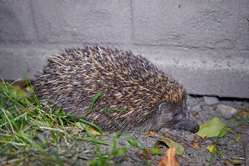 hedgehog in the evening,the hedgehog went hunting at night