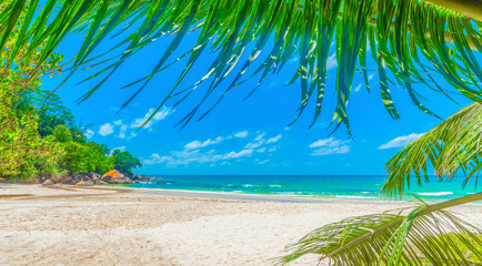 Obraz premium Palm trees and white sand in Anse Louis
