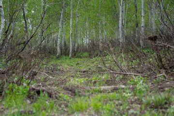 Obraz premium trees in a forest