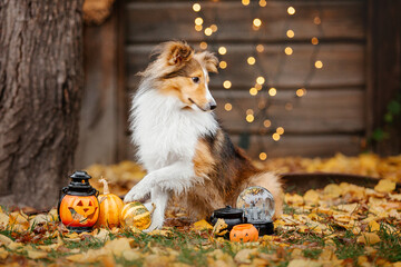 Dog with pumpkins. Shetland Sheepdog. Thanksgiving day. Fall season. Halloween holidays. Sheltie...