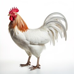 A white rooster. Great for articles on chicken , poultry, farming, cooking, food supply, agriculture, entrepreneurship and more. 