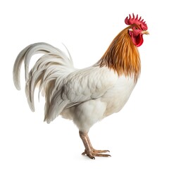 Fototapeta premium A white rooster. Great for articles on chicken , poultry, farming, cooking, food supply, agriculture, entrepreneurship and more. 