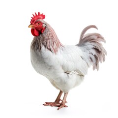 Fototapeta premium A white rooster. Great for articles on chicken , poultry, farming, cooking, food supply, agriculture, entrepreneurship and more. 