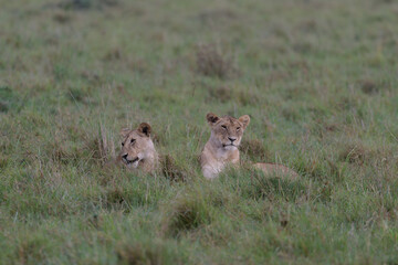 two lionesses resting in the savannah