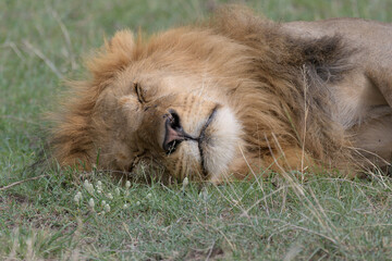 lion resting in the savannah