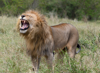 roaring lion