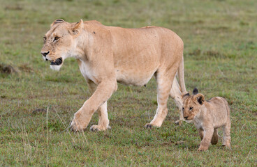 lion with her cub