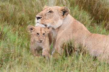 motherly love
