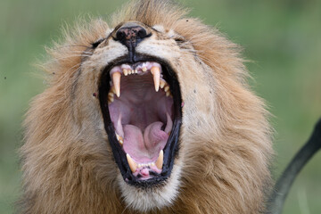 roaring lion