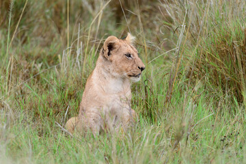 lion cub
