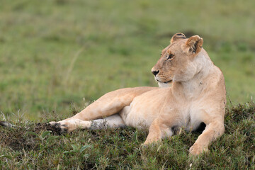 lioness resting
