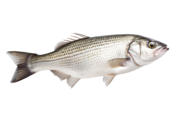 Fish isolated on white background