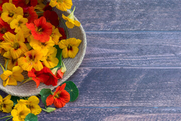 Nasturtium  flower blossoms  in braided tray or basket  on dark  background, organic  picked  nasturtium  flowers in summer or autumn time, edible nasturtium flowers, copy space 