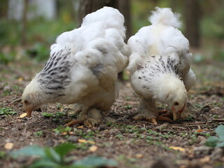 Brahma chicken with Columbian White color looking for food