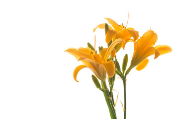 bouquet of beautiful yellow lilies, on white background.