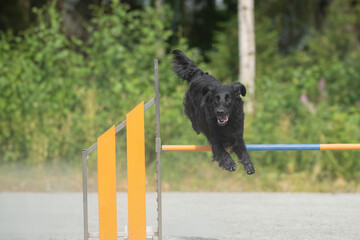 Flat-Coated Retriever jumps over an agility hurdle on a dog agility course