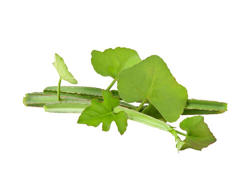 Cissus quadrangularis L. , pirandai or veldt grape on transparent png
