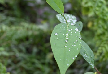 Water drops on the surface of a green leaf after the rainfall
