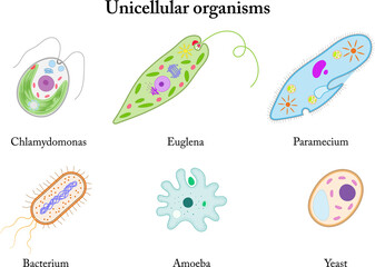 Unicellular organisms. Chlamydomonas, Euglena, Paramecium, Bacterium, Amoeba, Yeast.