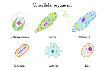 Unicellular organisms. Chlamydomonas, Euglena, Paramecium, Bacterium, Amoeba, Yeast.