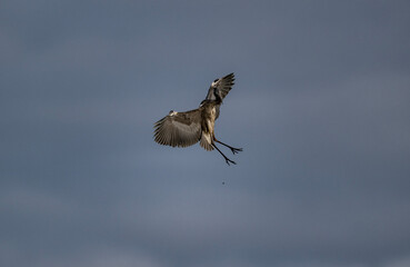 gray crane in natural conditions hunts fish on the river