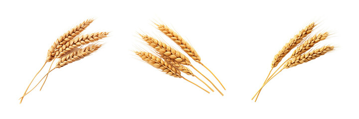 An ear of wheat on a transparent background - obrazy, fototapety, plakaty