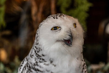 Obraz premium unusual arctic white owl close up