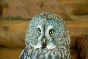 unusual spotted gray owl close-up at home