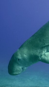 Vertical video, Close-up of Se Cow or Dugong (Dugong dugon) swimming down in blue water to seabed and eating green algae on seagrass meadow, slow motion
