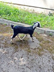 A pleasant feeling from observing the behavior of domestic goats, which are not against even playing with a stranger.