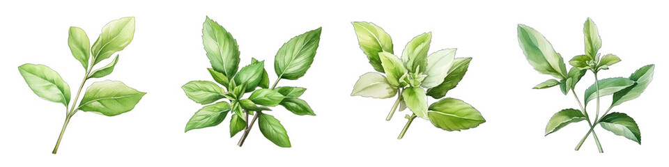 Stevia Botanical View On A Clean White Background Soft Watercolour Transparent Background - obrazy, fototapety, plakaty