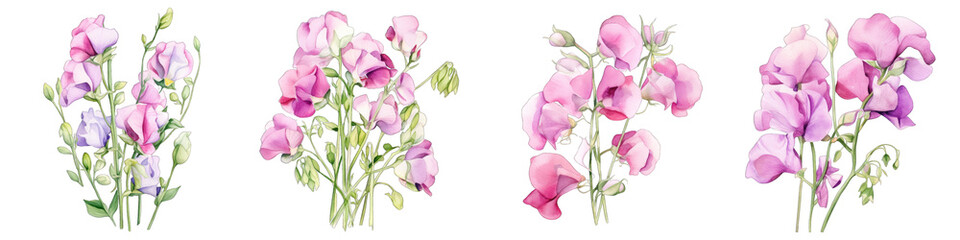 Sweet Pea Botanical View On A Clean White Background Soft Watercolour Transparent Background