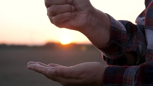 Farmer stands on plantation field pouring wheat grains from hand to hand at sunset background. Agronomist at workplace checking suitability wheat cereals grains for planting in ground or ripe harvest