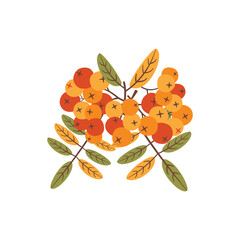 Autumn hand drawn clipart. Fall season cozy symbol. Autumn seasonal element - rowanberry. Harvest colorful illustration. Thanksgiving flat icon. Stock design