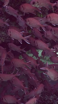 Vertical video, School of Blotcheye soldierfish or Squirrelfish (Myripristis berndti) hiding swims in shadow of coral cave on bright sunny day, Slow motion, Camer moving forwards 