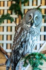 unusual spotted gray owl close-up at home