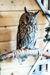 unusual spotted gray owl close-up at home