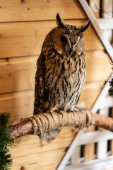 unusual spotted gray owl close-up at home