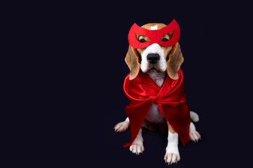 A beagle dog in a superhero costume: in a red mask and cape for a carnival party on a black isolated background. Copy soace. © Viktoriya