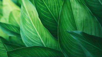 Poster Green textured leaf of the plant: a natural eco background with abstract green stripes and vintage tone © hassan